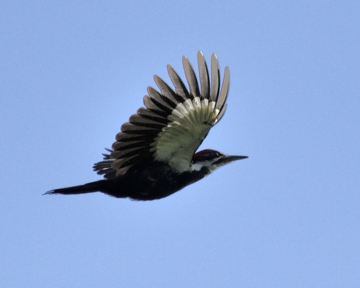 Pileated Woodpecker - ML619830071