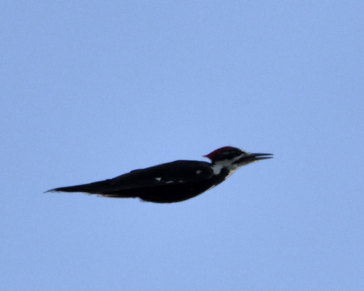 Pileated Woodpecker - ML619830072
