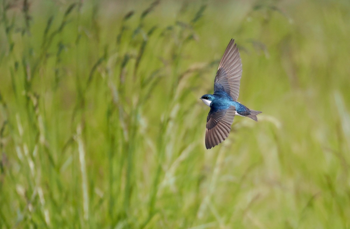 Tree Swallow - ML619830084