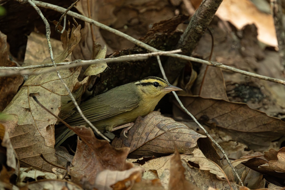 Worm-eating Warbler - ML619830110