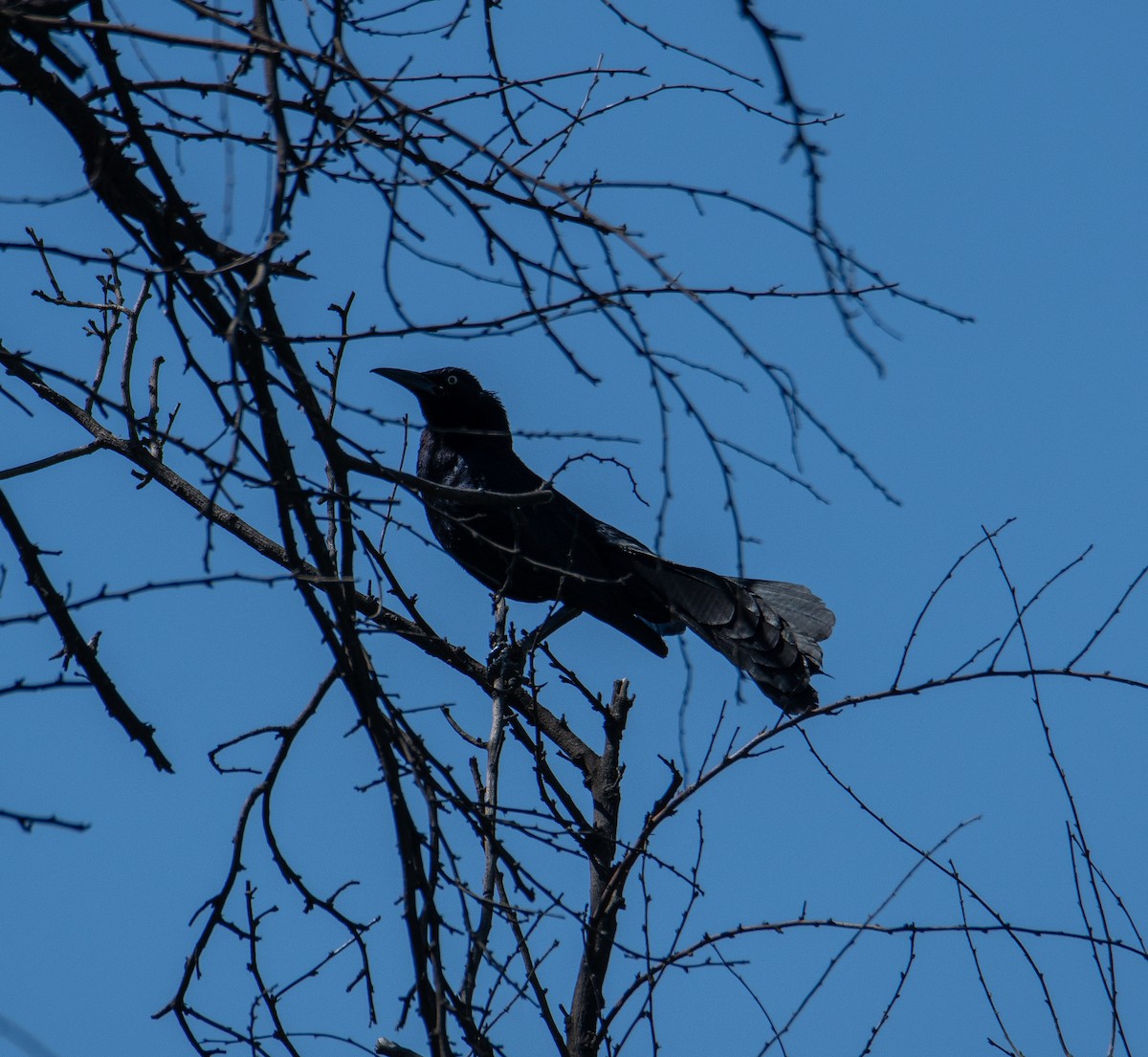 Great-tailed Grackle - ML619830123