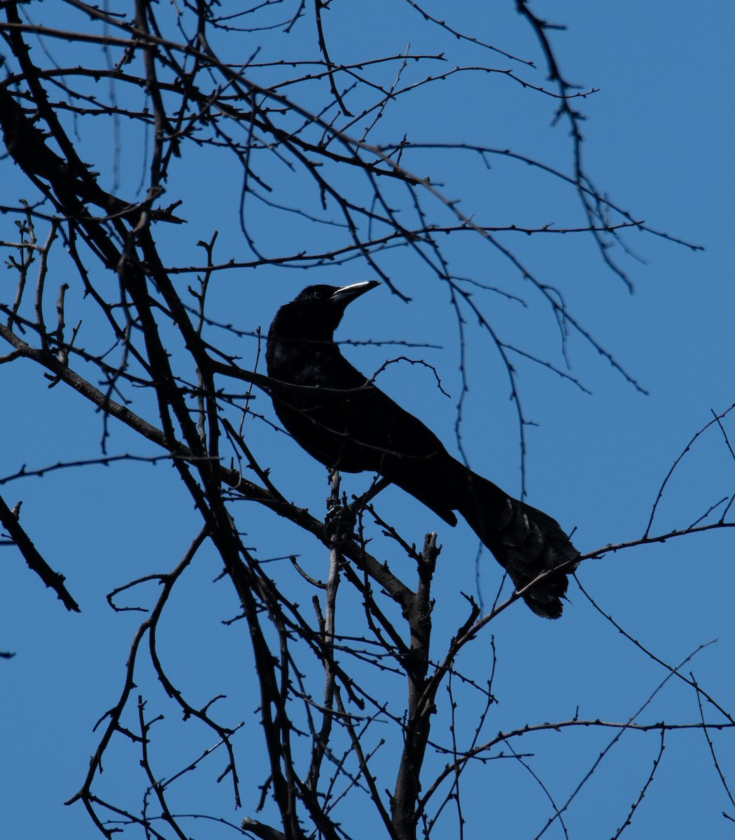 Great-tailed Grackle - ML619830124