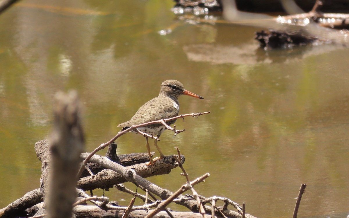 Spotted Sandpiper - ML619830129