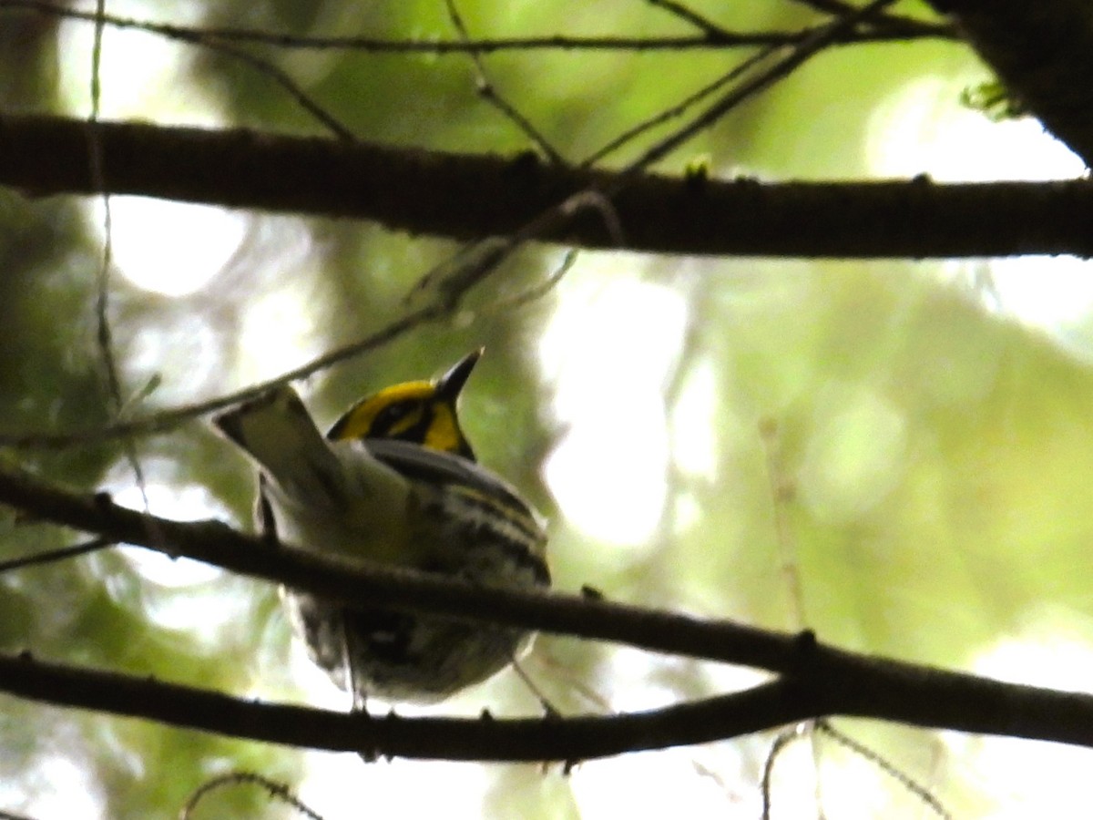 Townsend's Warbler - ML619830132