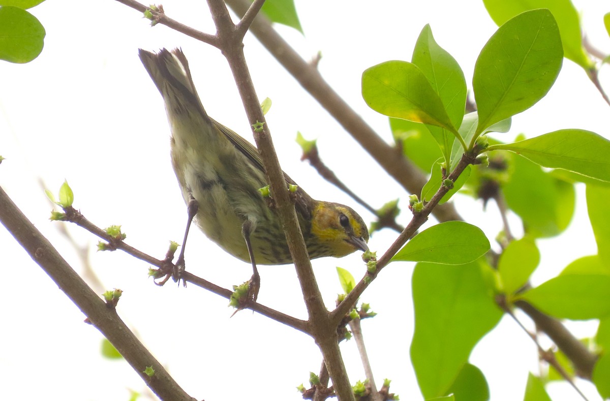 Cape May Warbler - ML619830134