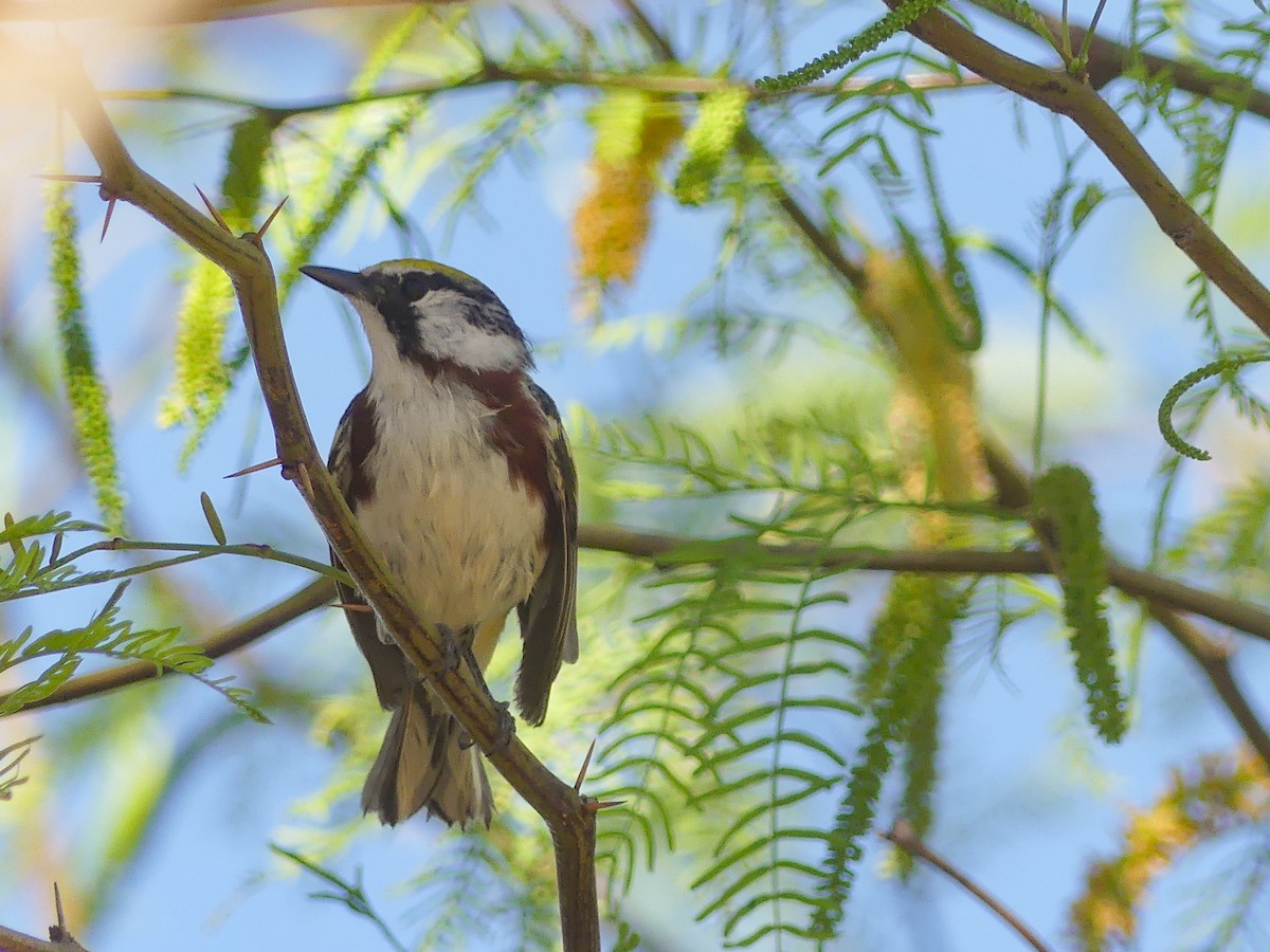 Chestnut-sided Warbler - ML619830149