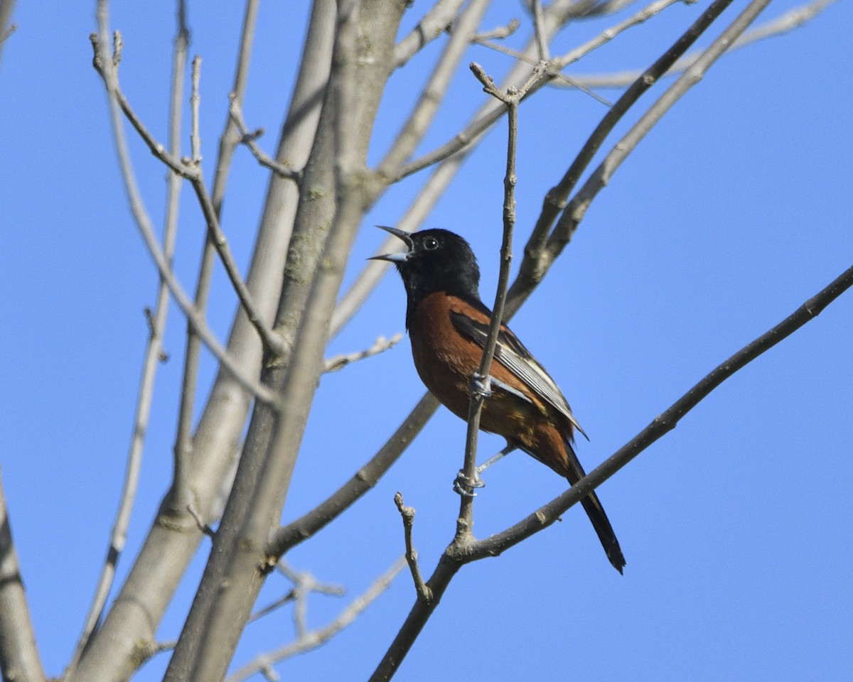 Orchard Oriole - ML619830164