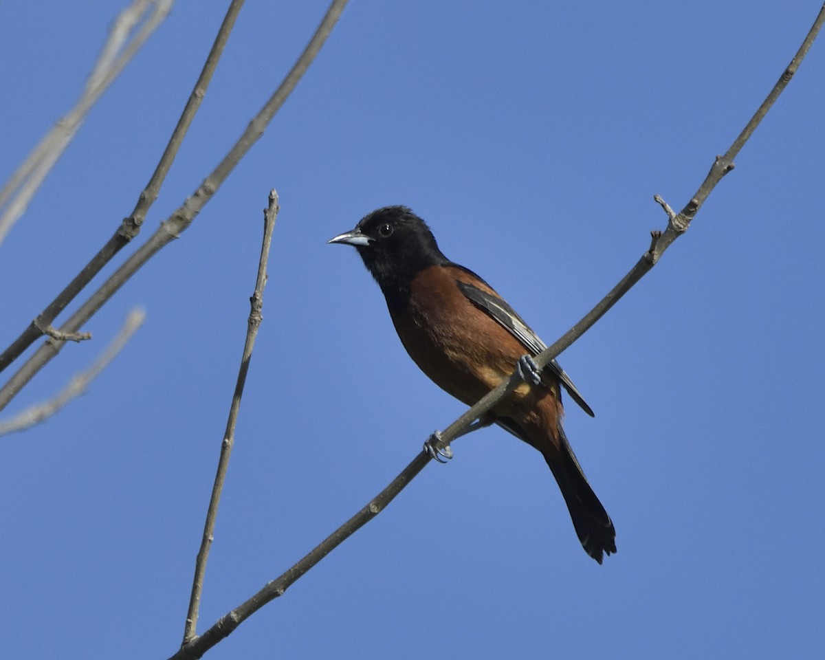 Orchard Oriole - ML619830166