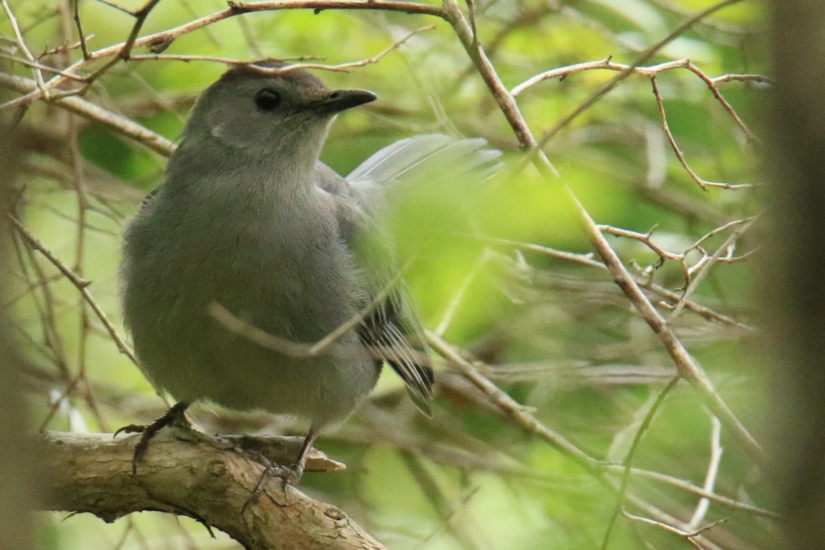 Gray Catbird - ML619830176