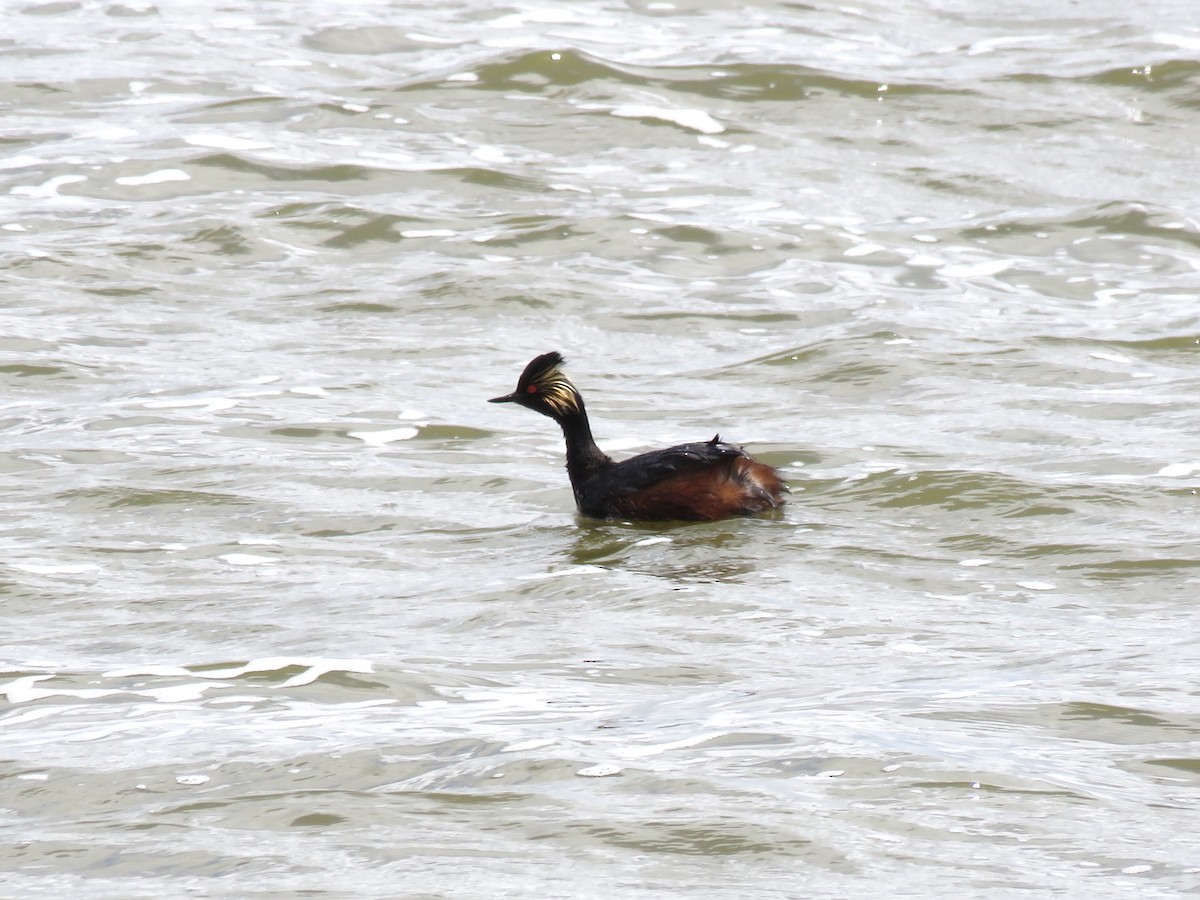 Eared Grebe - ML619830179