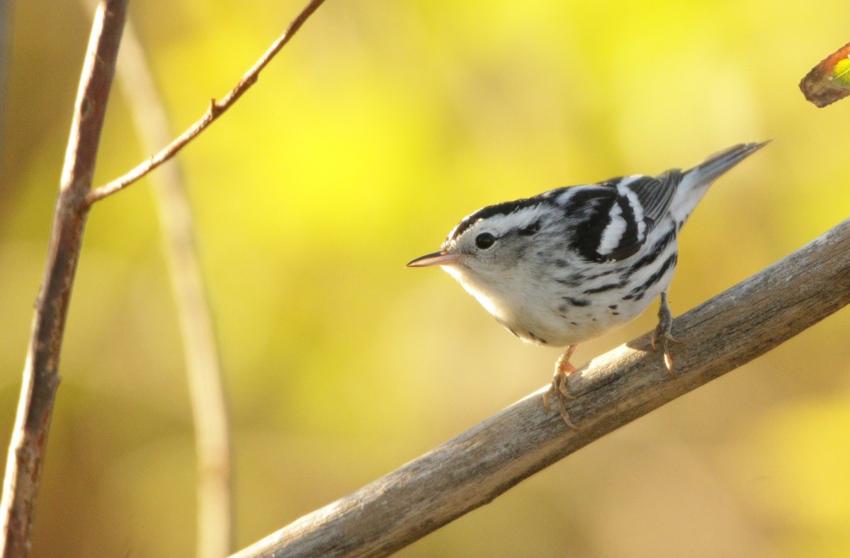 Black-and-white Warbler - ML619830182