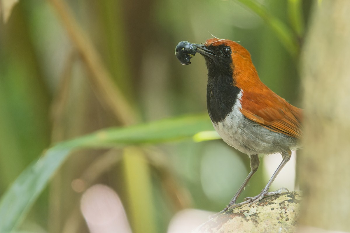 Okinawa Robin - ML619830198