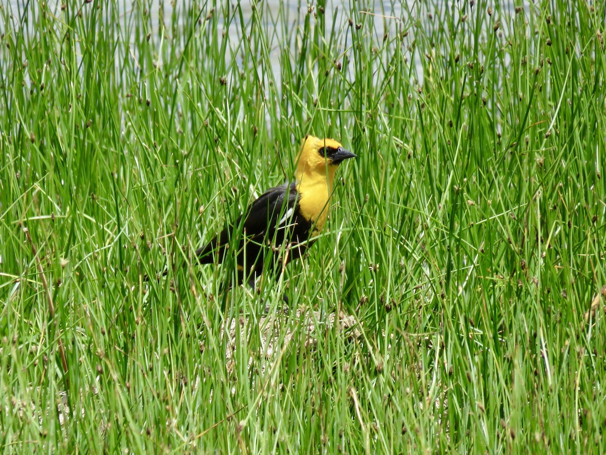 Yellow-headed Blackbird - ML619830212
