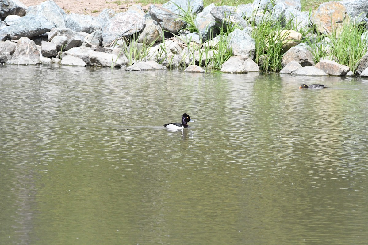 Ring-necked Duck - ML619830213