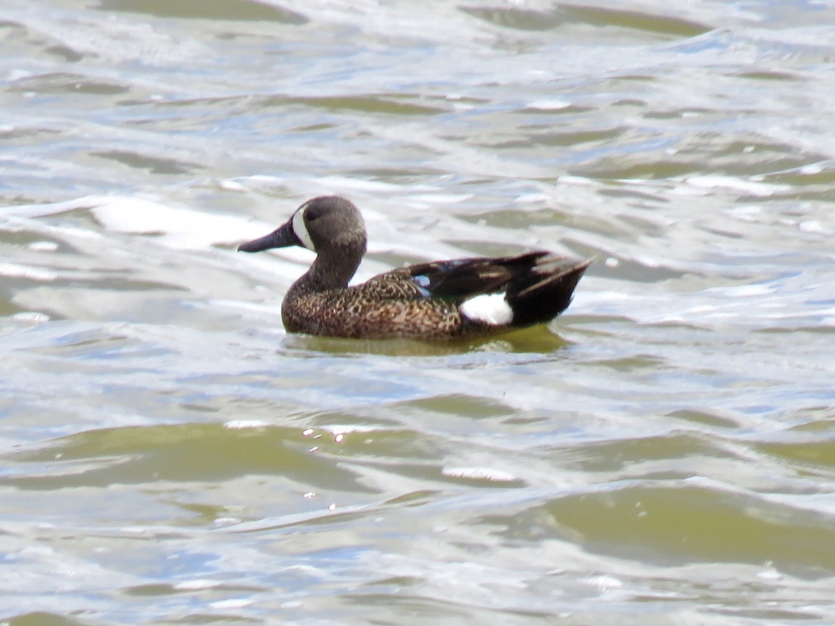 Blue-winged Teal - ML619830221