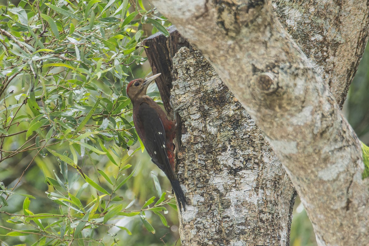 Okinawa Woodpecker - ML619830223