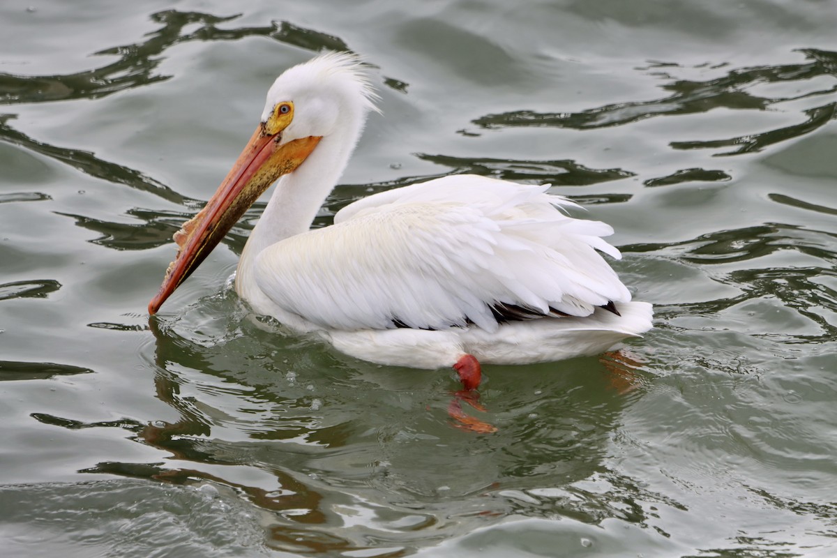 pelikán severoamerický - ML619830228