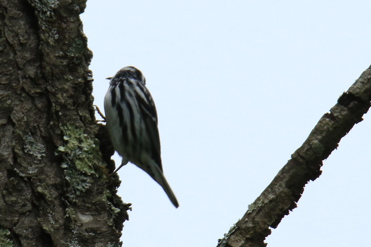 Black-and-white Warbler - ML619830235