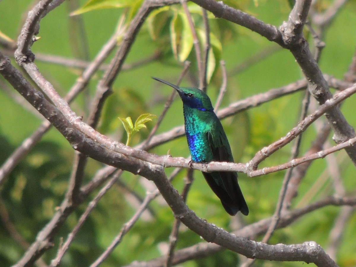 kolibřík modrolící - ML619830236