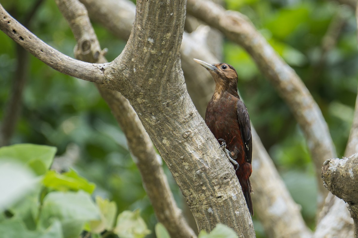 Okinawa Woodpecker - ML619830239