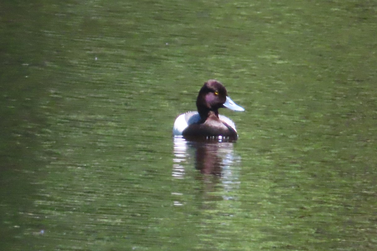 Lesser Scaup - ML619830243