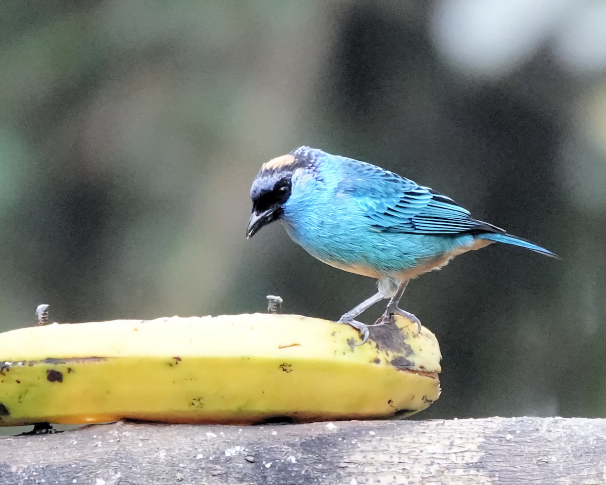 Golden-naped Tanager - ML619830252