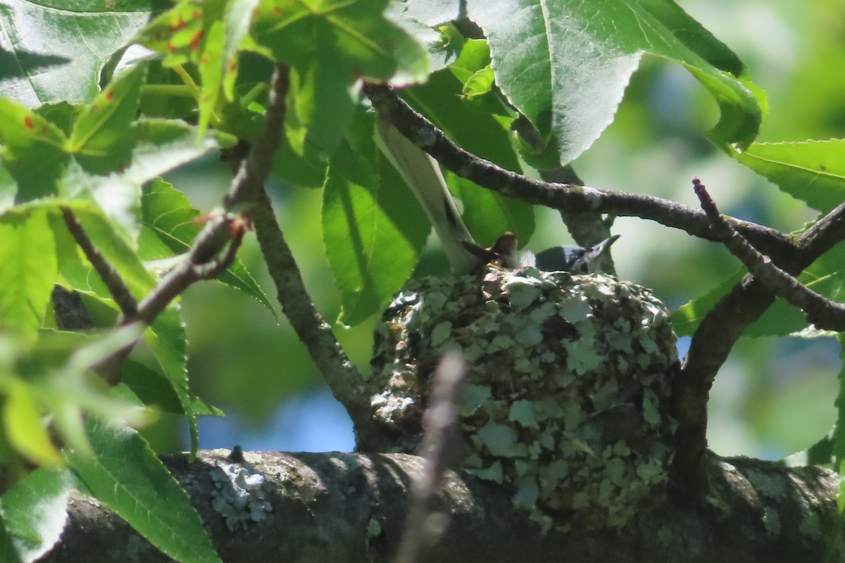 Blue-gray Gnatcatcher - ML619830261