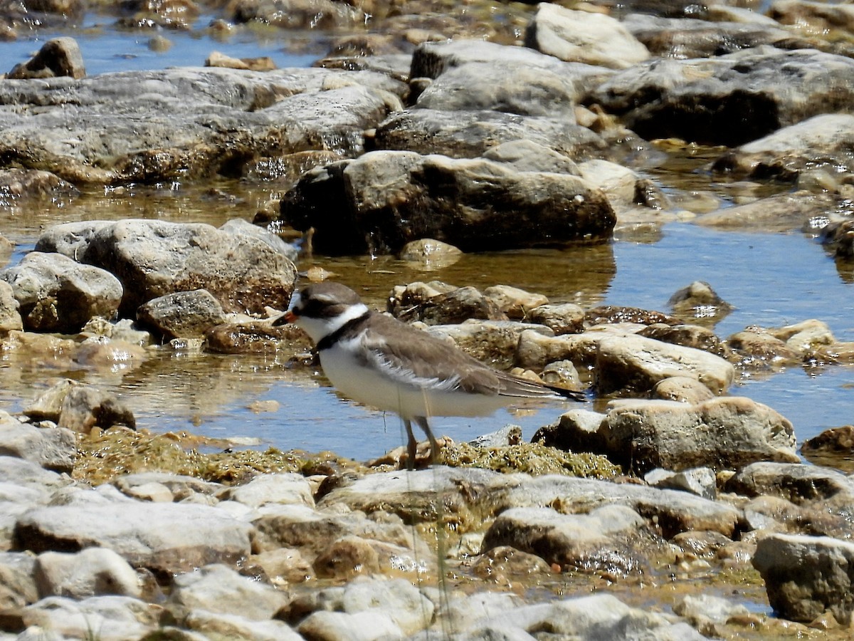 Semipalmated Plover - ML619830263