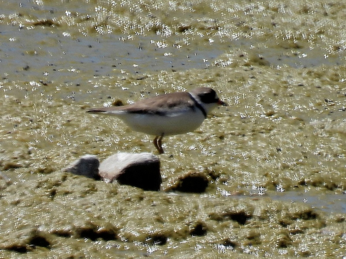 Semipalmated Plover - ML619830264