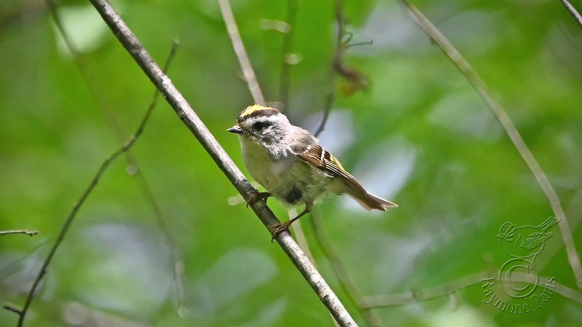 Roitelet à couronne dorée - ML619830277