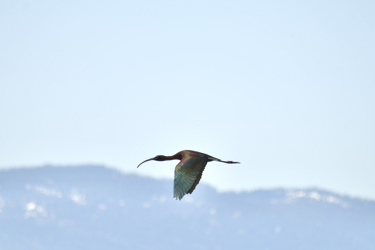ibis americký - ML619830285