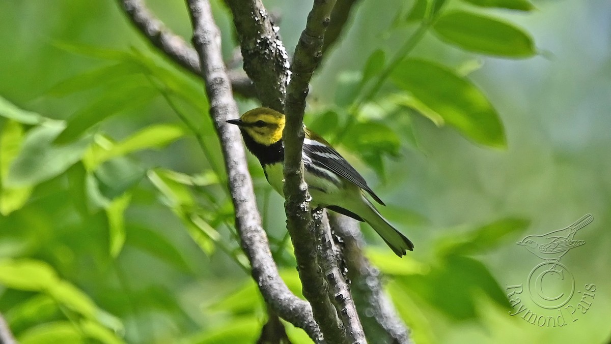 Black-throated Green Warbler - ML619830310
