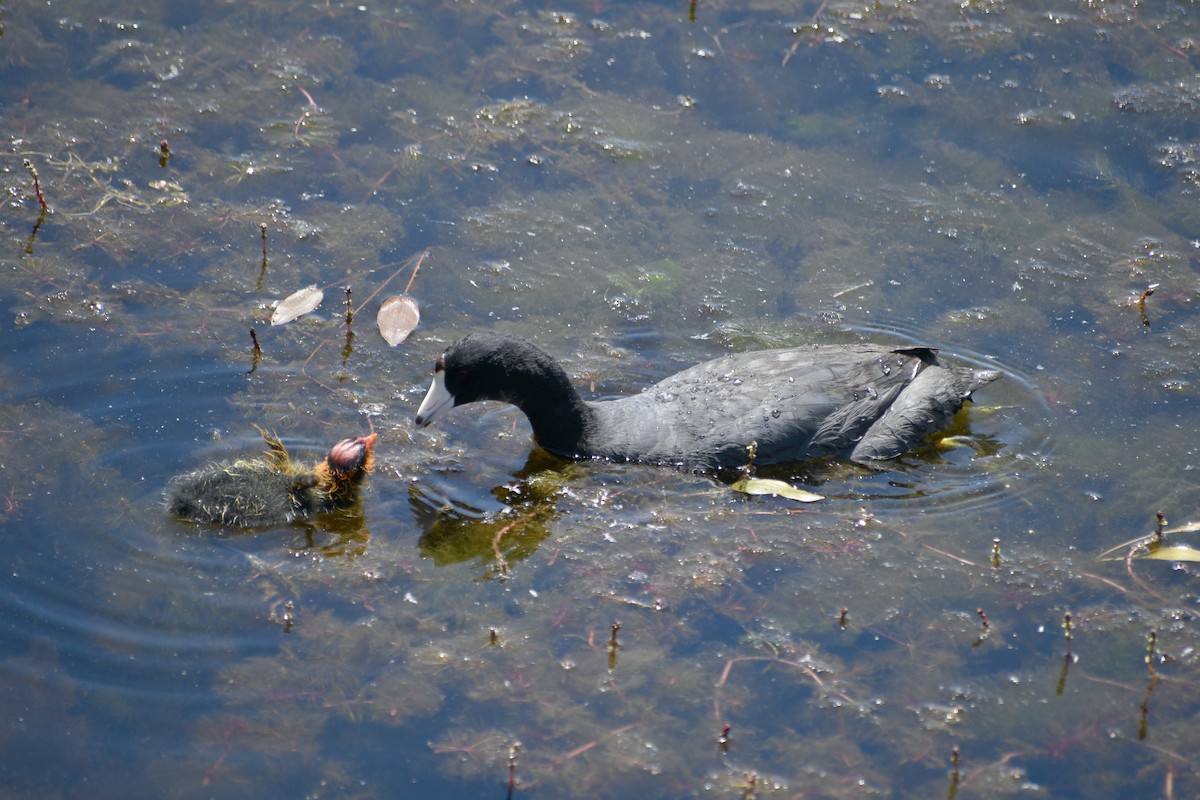 American Coot (Red-shielded) - ML619830321