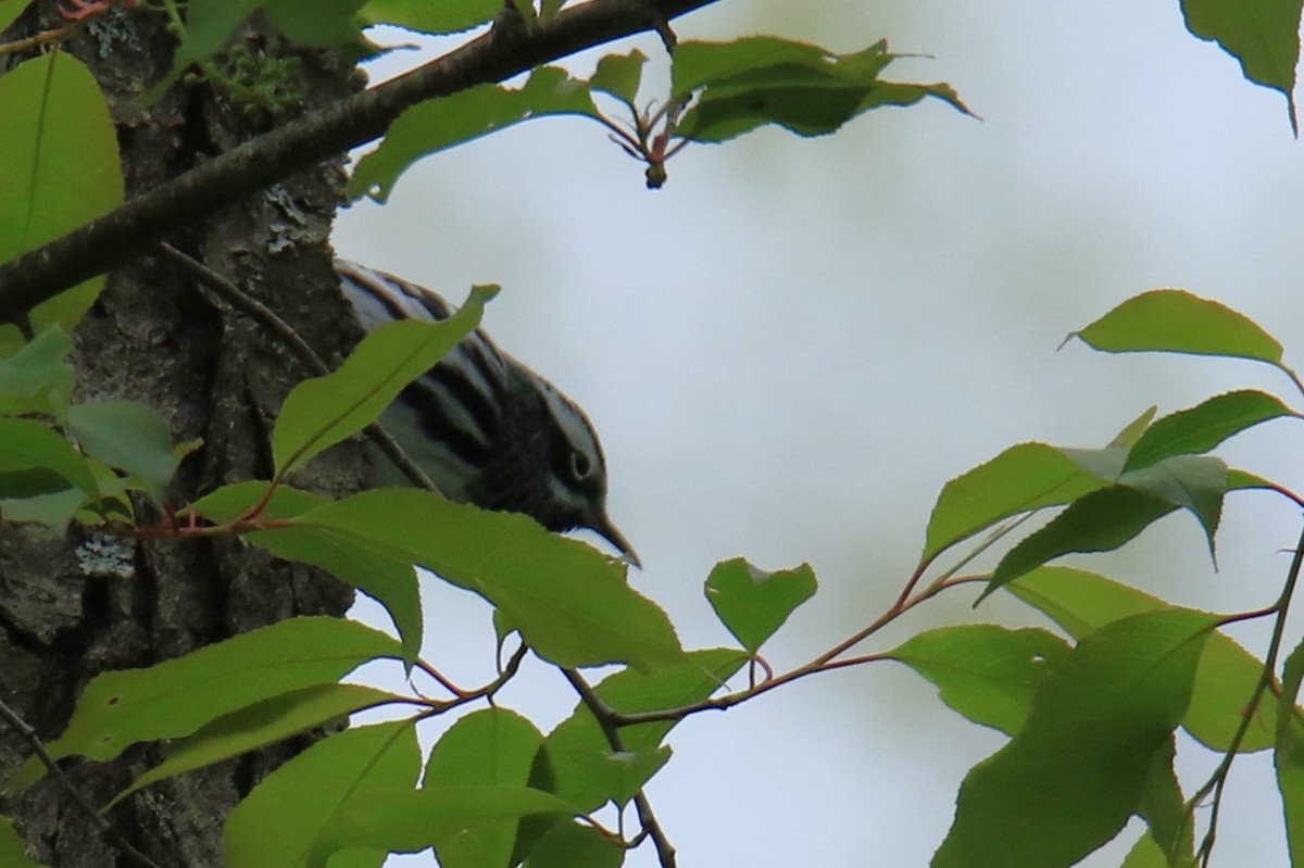 Black-and-white Warbler - ML619830325