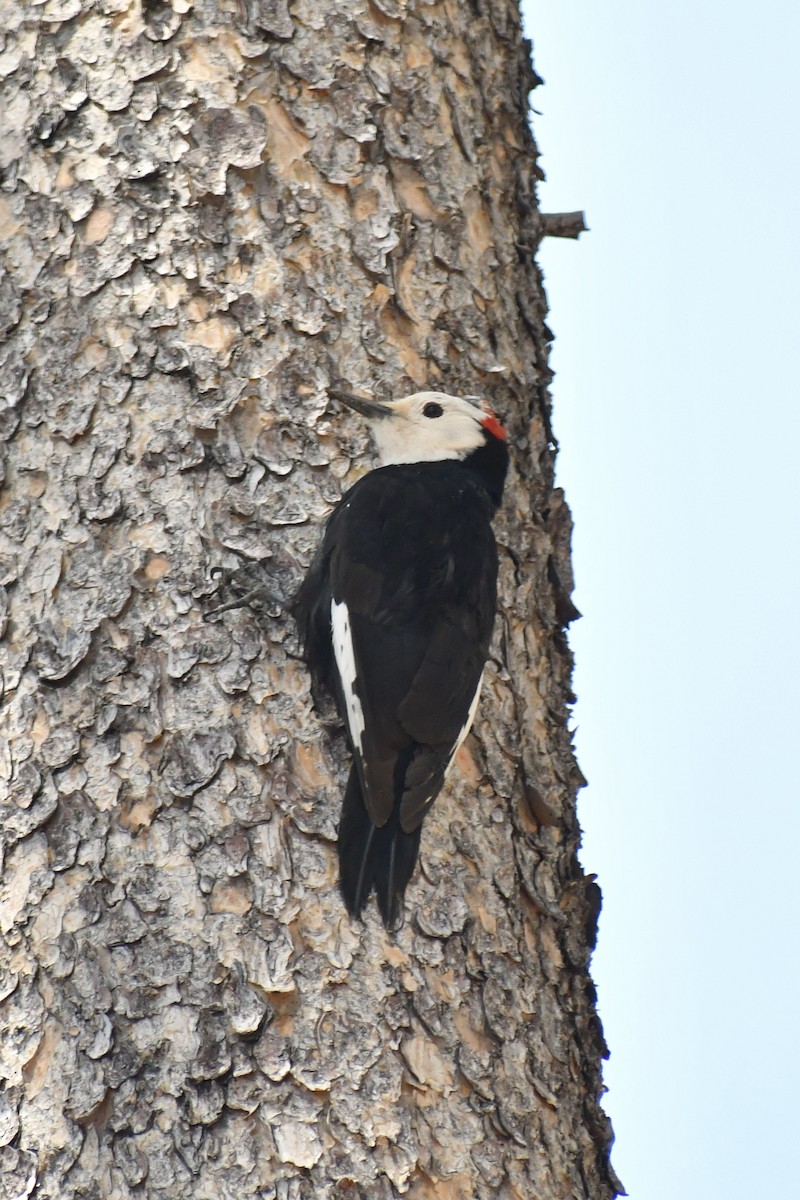 White-headed Woodpecker - ML619830353