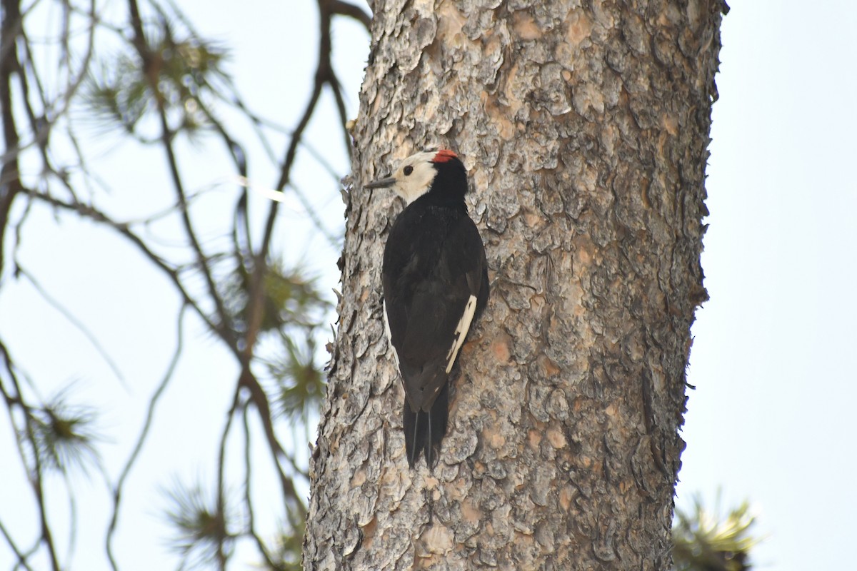 White-headed Woodpecker - ML619830356
