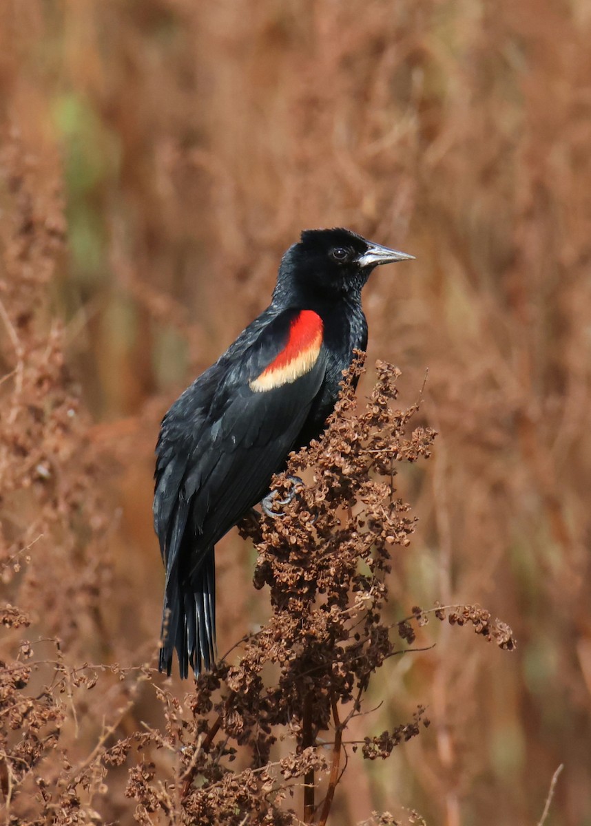 Red-winged Blackbird - ML619830407