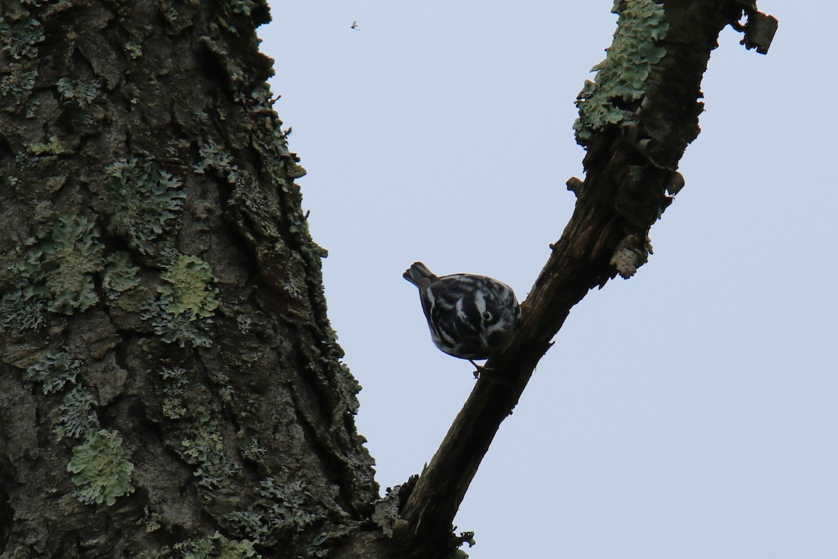 Black-and-white Warbler - ML619830410