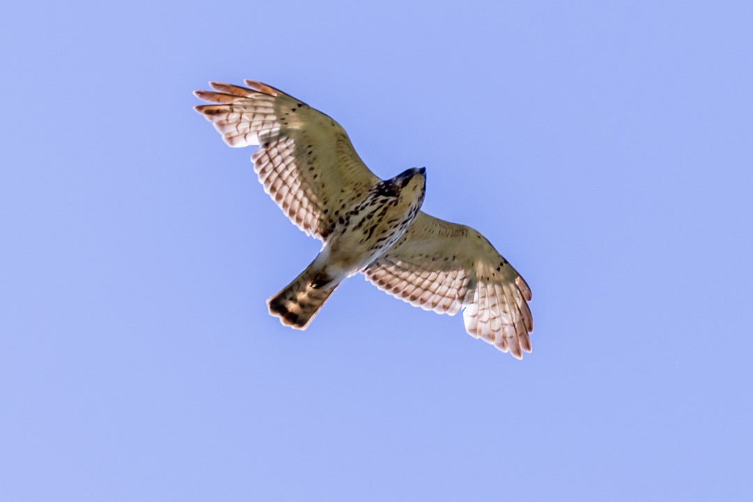 Broad-winged Hawk - ML619830421