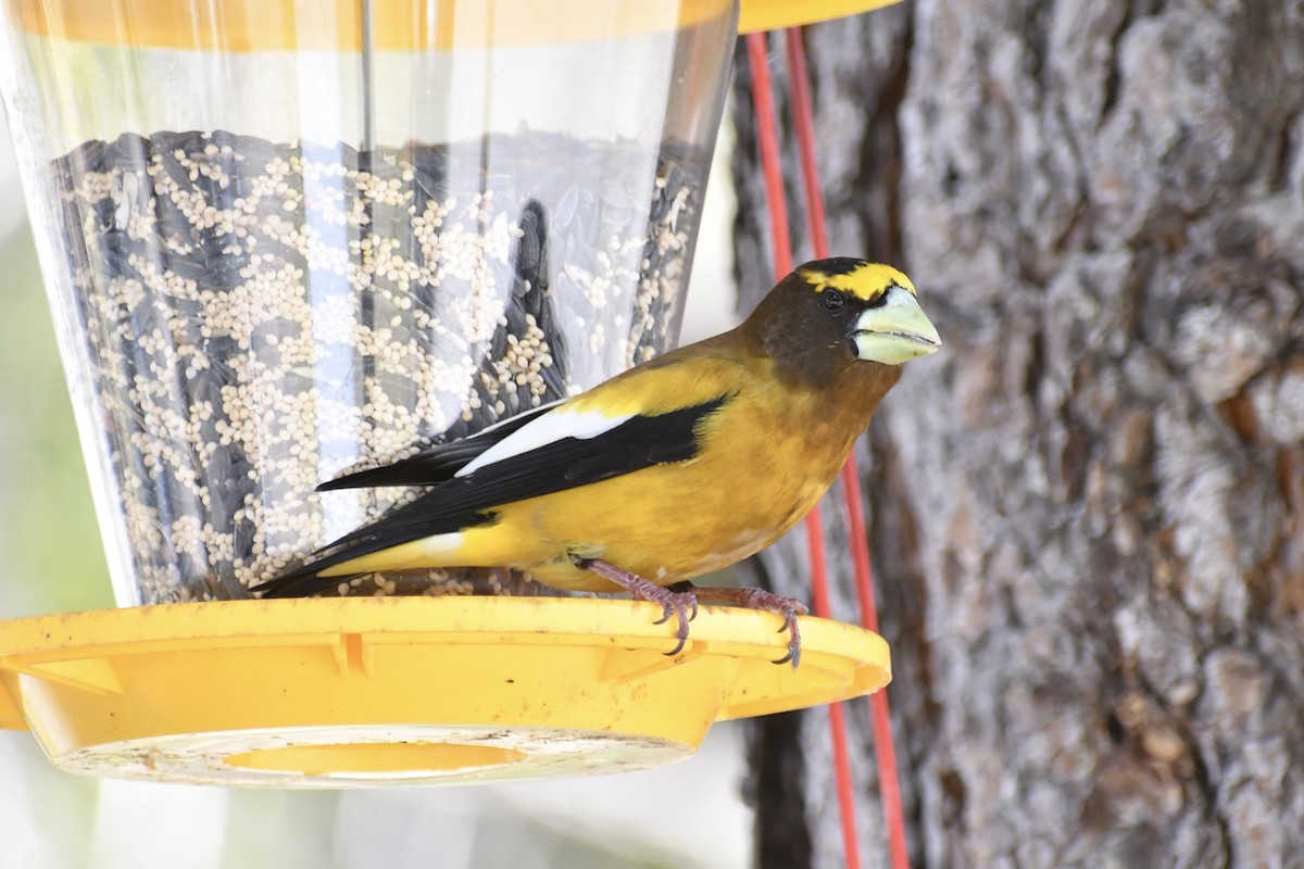 Evening Grosbeak - ML619830425