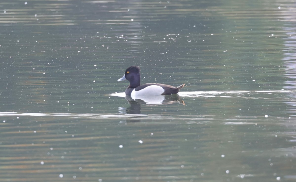 Ring-necked Duck - ML619830433