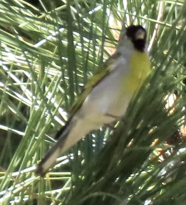 Lawrence's Goldfinch - ML619830434