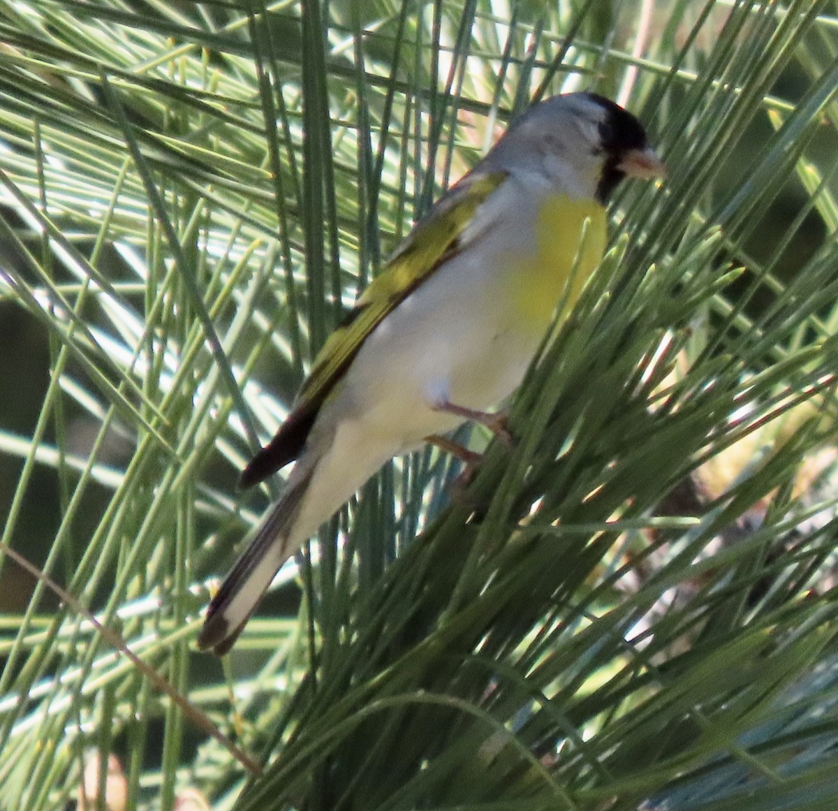 Lawrence's Goldfinch - ML619830435