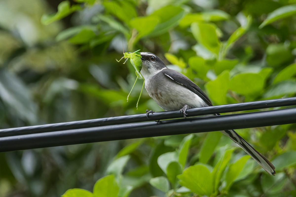 Japanmennigvogel - ML619830439