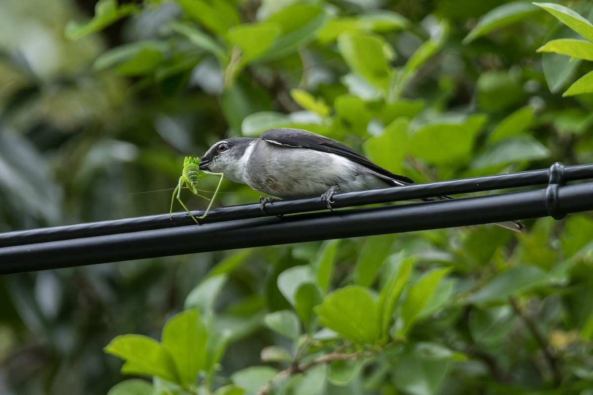 Minivet des Ryu Kyu - ML619830440