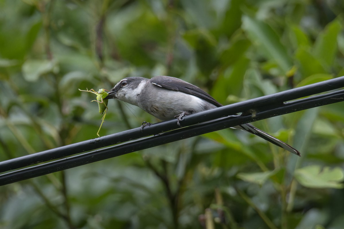 Ryukyu Minivet - ML619830441