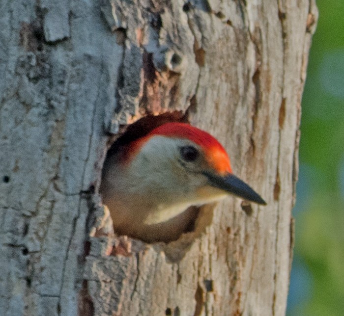 Red-bellied Woodpecker - ML619830452