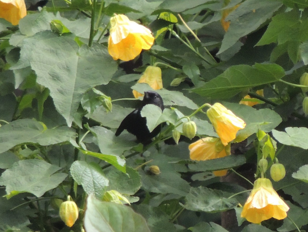 Black Flowerpiercer - ML619830454