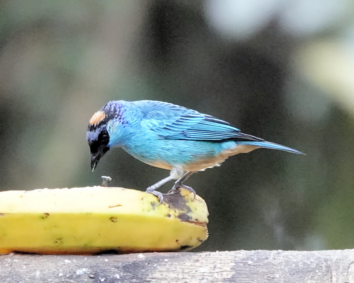 Golden-naped Tanager - ML619830456
