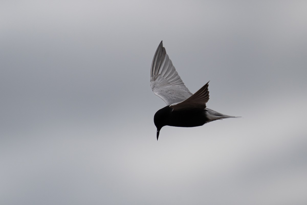 Black Tern - ML619830464